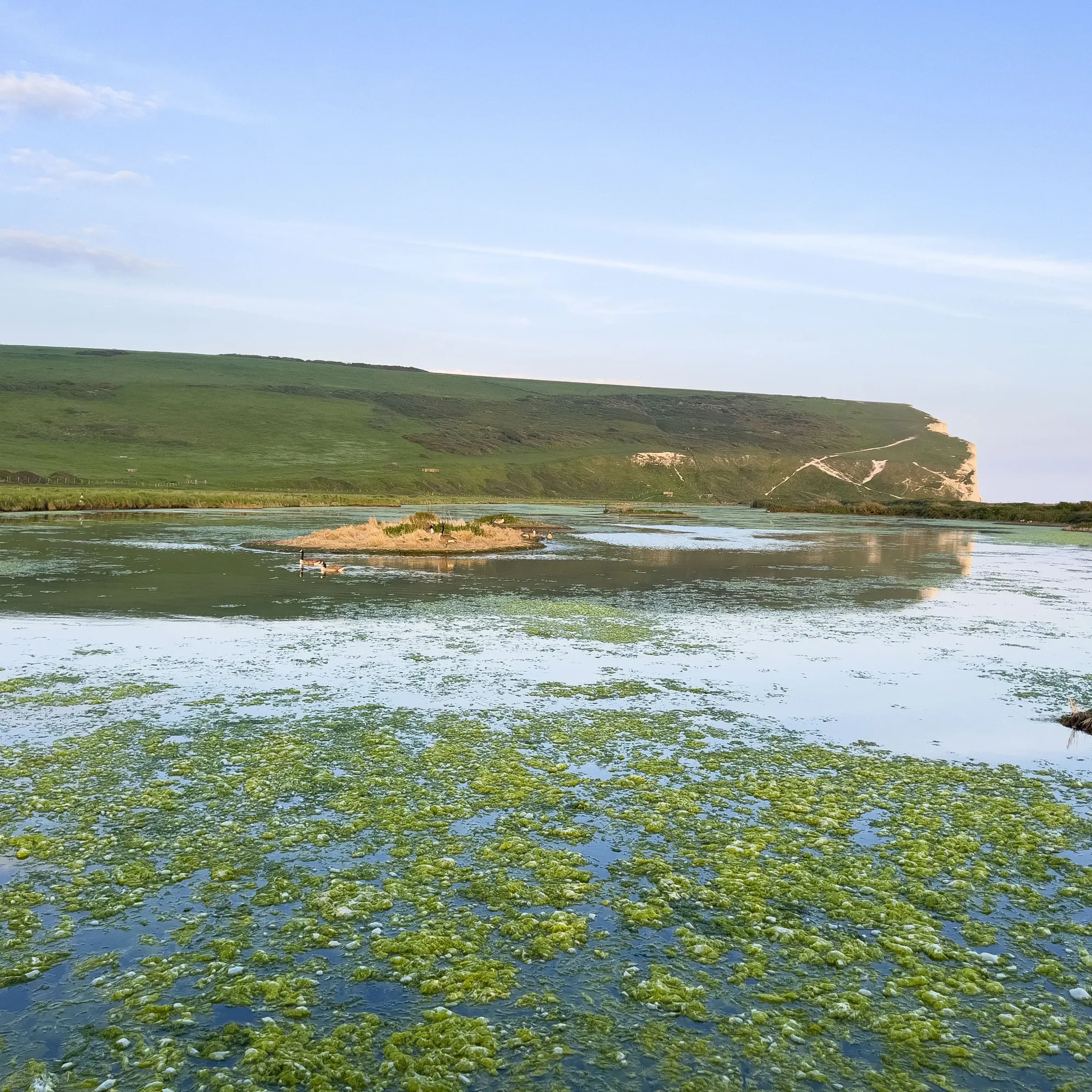 Swampy waters